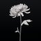 Minimalist Chrysanthemum: Organic Sculpting And Darkly Romantic Illustration