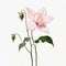 Minimalist Columbine Flower Illustration On White Background