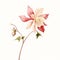 Minimalist Columbine Flower With Rose On White Background