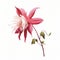 Minimalist Columbine With Pink Rose On White Background