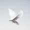 A minimalist composition featuring a white dove