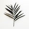 Minimalist Composition Single Palm Leaf On White Background