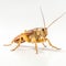 Minimalist Cricket White Background With Brown And Yellow Grasshopper