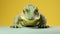 Minimalist Crocodile Portrait On Yellow Background - High Quality Stock Photo