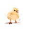 Minimalist Cute Chicken Drawing on White Background for Invitations and Posters.