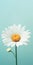 Minimalist Daisy Mobile Wallpaper For Distinctive And Samsung Tu7000