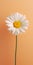 Minimalist Daisy Mobile Wallpaper: Distinctive And Tcl 8-series