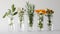 A minimalist display of assorted herbs in clear glass vases against a neutral background, emphasizing simplicity and the