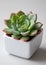 A minimalist display of a 'Sempervivum tectorum', or hen and chicks, in a white cube-shaped pot, the