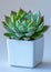 A minimalist display of a 'Sempervivum tectorum', or hen and chicks, in a white cube-shaped pot, the