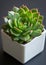 A minimalist display of a 'Sempervivum tectorum', or hen and chicks, in a white cube-shaped pot, the
