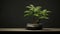 Minimalist Fern Bonsai Tree On Dark Table - Hd Desktop Wallpaper