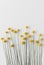 Minimalist floral and botanical background with yellow dried flowers craspedia. Simplicity natural decoration plant