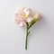 Minimalist Freesia Image With Delicate Rose On White Background