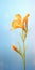 Minimalist Freesia Mobile Wallpaper For Elite And Samsung Q80t