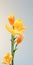 Minimalist Freesia Mobile Wallpaper For Sensational And Samsung Qn900a