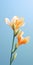 Minimalist Freesia Mobile Wallpaper: Sumptuous And Tcl 6-series