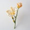 Minimalist Freesia With Rose On White Background