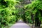 Minimalist garden landscape with linden trees and green leaves near a grey alley in a sunny summer day in Cismigiu Garden in