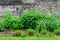 Minimalist garden landscape with plants and grass and old aged stones in a sunny day in Scotland, United Kingdom, typical British