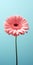 Minimalist Gerbera Mobile Wallpaper: Premium And Lg Zx