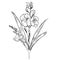minimalist gladiolus flower tattoo, wrist gladiolus tattoo simple, women\\\'s gladiolus tattoo