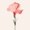 Minimalist Gladiolus Image With Rose On White Background