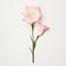 Minimalist Gladiolus Image With Rose On White Background