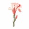 Minimalist Gladiolus Image With Rose On White Background