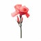 Minimalist Gladiolus Image With Rose On White Background