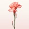 Minimalist Gladiolus Image With Rose On White Background