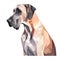 Minimalist Great Dane Watercolor Painting on Soft Pastel Background. Perfect for Invitations and Posters.