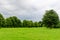 Minimalist green park or garden landscape large lime trees and bushes in a sunny summer day in Scotland, United Kingdom