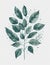 Minimalist Greenery: A Simple yet Artistic Leaf Branch