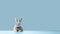 Minimalist Grey Rabbit On Blue Table: Vibrant Stage Backdrop