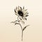Minimalist Hand-drawn Sunflower Abstract Black And White Art