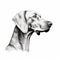 Minimalist Hand-drawn Weimaraner Dog Portrait On White Background