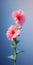 Minimalist Hollyhock Mobile Wallpaper For Gourmet And Samsung Q800t