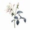 Minimalist Illustration Of A White Columbine Flower On A White Background