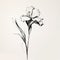 Minimalist Iris Flower Sketch: Delicate Baroque Still-life In Monochrome