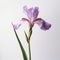 Minimalist Iris: Simple And Beautiful Flower On White Background