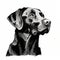 Minimalist Labrador Retriever Portrait: Clean Black And White Illustration