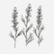 Minimalist Lavender Plant Sketch Illustration On White Background