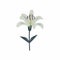 Minimalist Lily Flat Vector Illustration - Dark White And Light Green