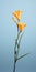 Minimalist Lily Wallpaper: Elegant Freesia On Blue Background