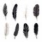 Minimalist Line Drawing Of Black Feathers Collection On White Background