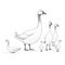 Minimalist Line Drawing Of Goose Set - Clean And Simple Designs