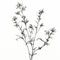 Minimalist Line Drawing Of Verbena Shaped Snapdragon Flowers