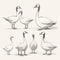 Minimalist Line Drawings Of Geese In Various Sizes