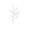 Minimalist linear flower branch. Small ornamental floral element, tiny fine line botanical leaves, tattoo sketch. Vector